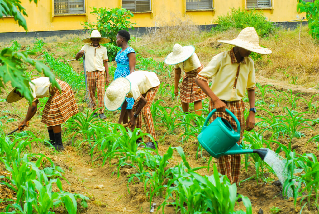 Students tending plants in the school garden